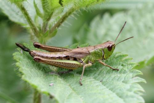Réf. 109 734 : Pseudochorthippus parallelus