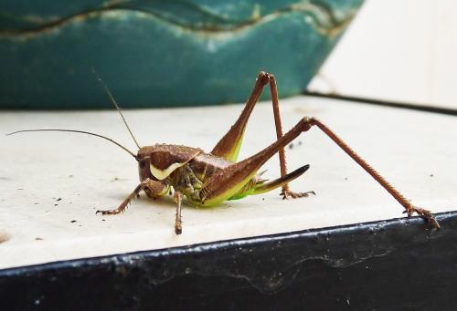 Réf. 109 754 : Pholidoptera femorata