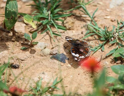Junonia sp.