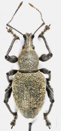 Otiorhynchus bisulcatus