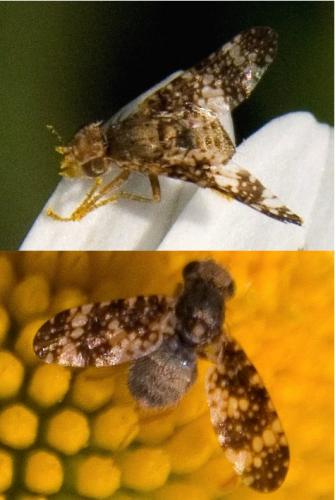 Réf. 109 071 : Oxyna nebulosa