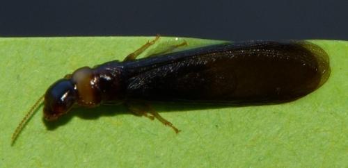 Kalotermes flavicollis