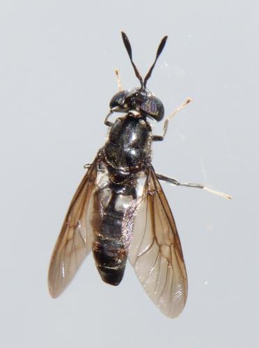 Hermetia illucens