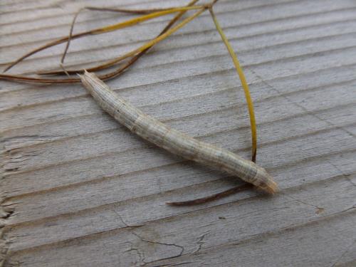 Aspitates ochrearia