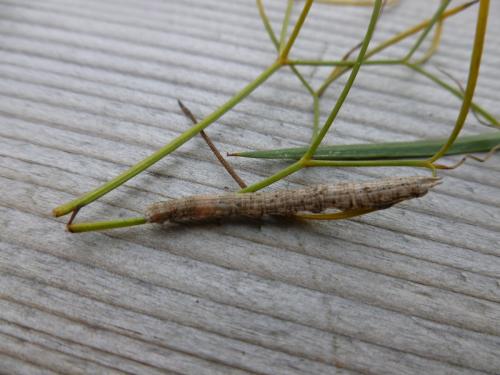 Aspitates ochrearia