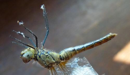 Sympetrum sanguineum