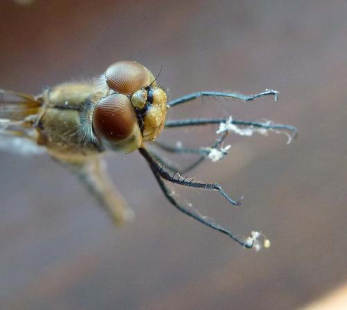Sympetrum sanguineum