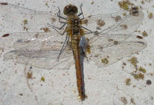 Sympetrum sanguineum