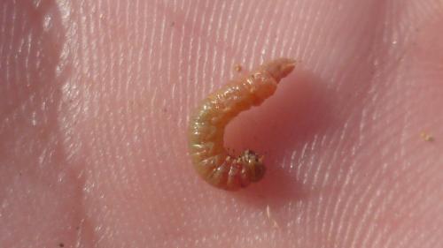 Réf. 109 074 : Acantholyda erythrocephala