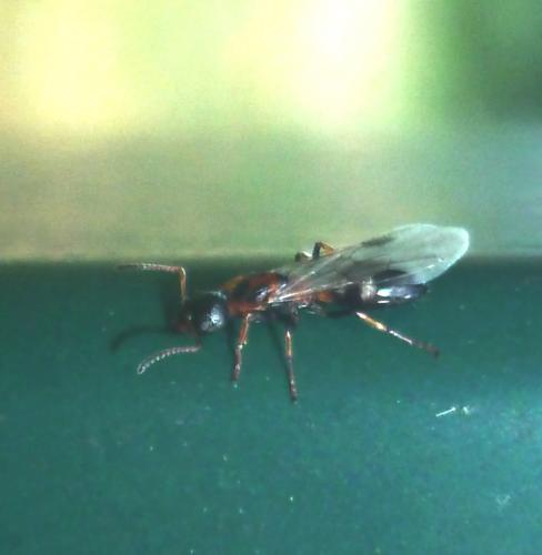 Réf. 109 836 : Dolichoderus quadripunctatus