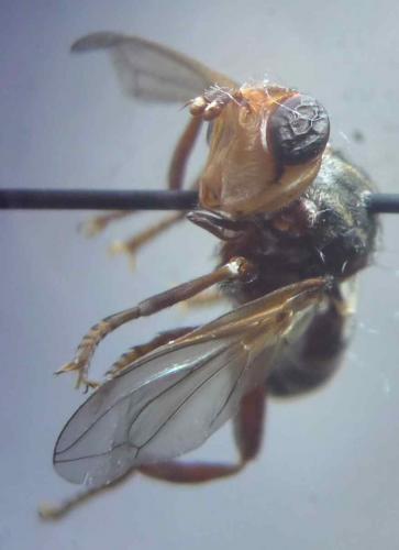 Myopa fasciata