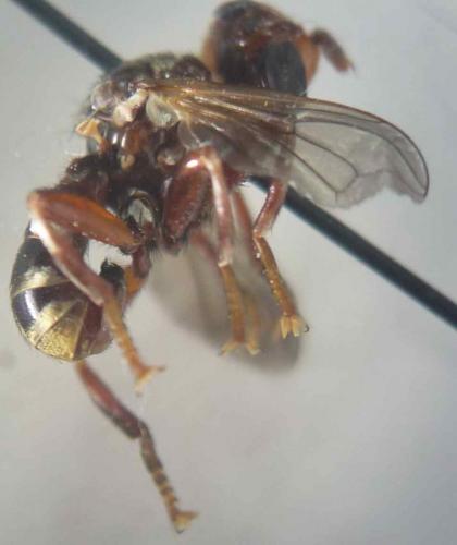 Myopa fasciata