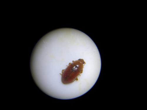 Coccidula rufa