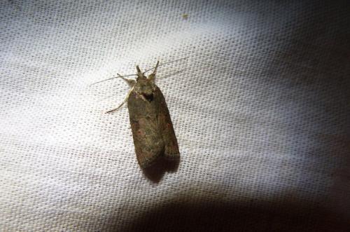 Nycteola sp.