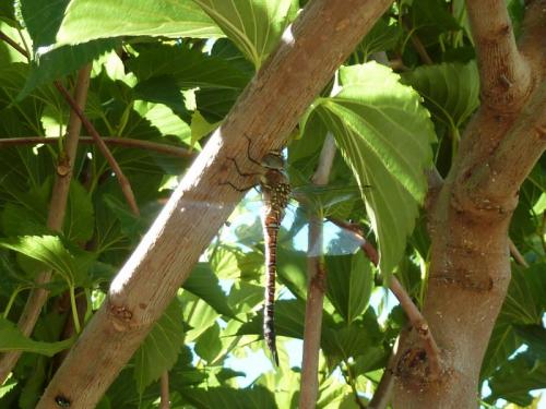 Aeshna mixta