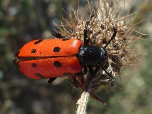 Réf. 109 068 : Mylabris quadripunctata