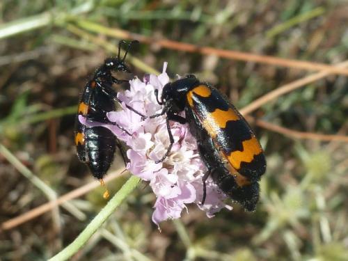 Mylabris variabilis