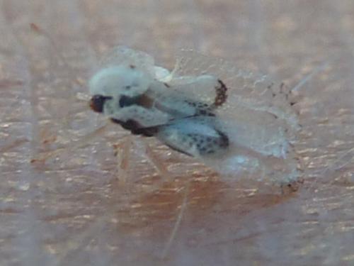 Corythucha ciliata