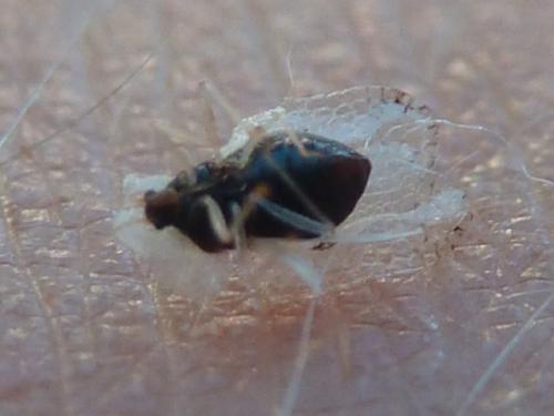 Corythucha ciliata