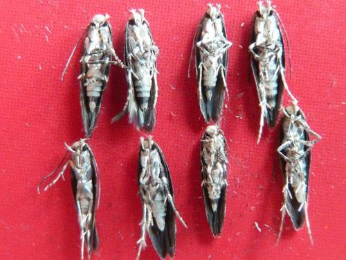 Mompha sp.