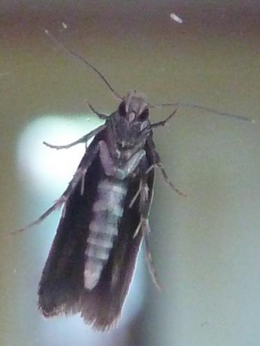 Mompha sp.
