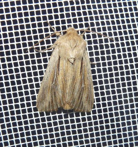 Leucania comma