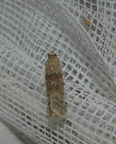 Ancylosis oblitella