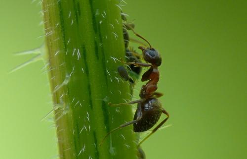 Lasius emarginatus
