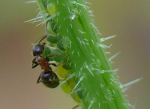 Lasius emarginatus