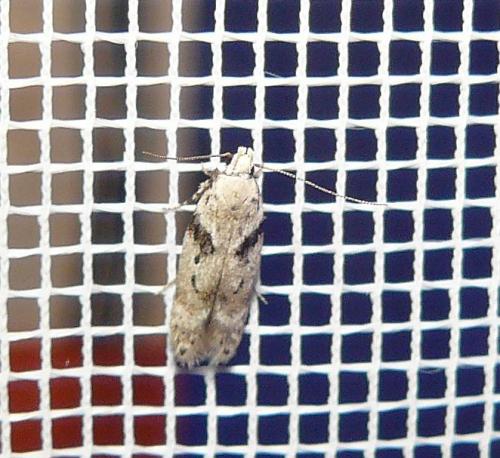 Caryocolum blandellum