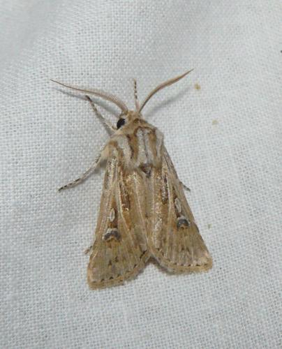 Réf. 109 568 : Agrotis graslini