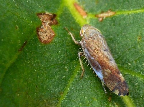 Réf. 109 861 : Fieberiella florii