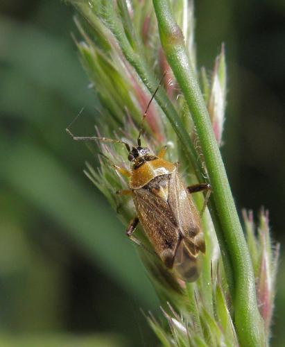 Réf. 109 420 : Harpocera thoracica