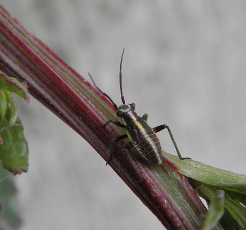 Horistus orientalis