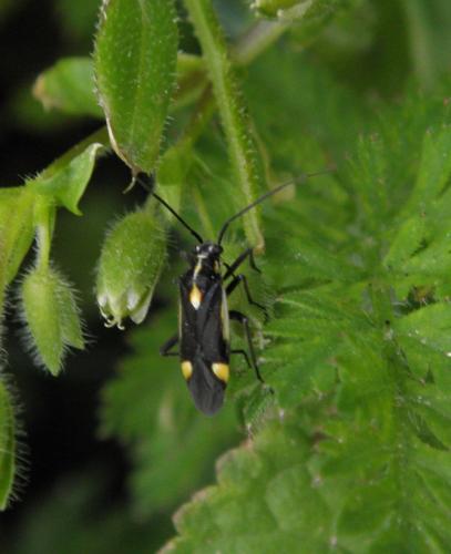 Capsodes sulcatus