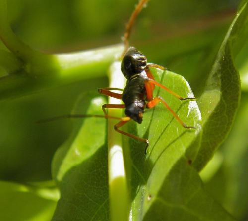 Miris striatus
