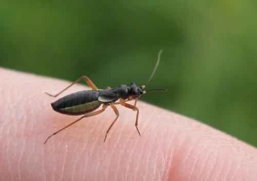 Pithanus maerkelii