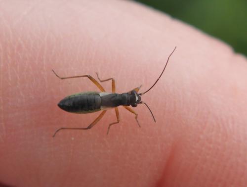 Réf. 109 422 : Pithanus maerkelii