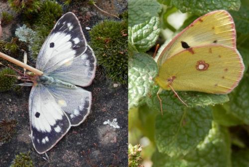 Colias croceus