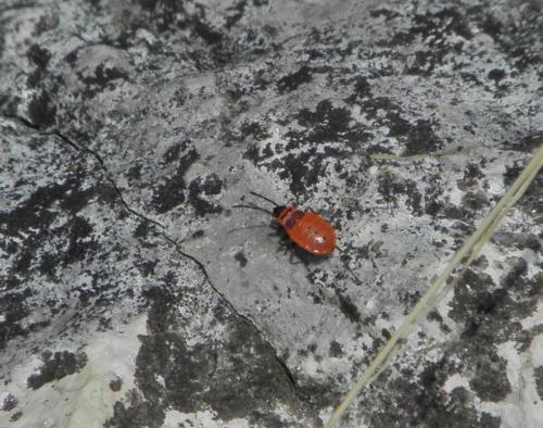 Pyrrhocoris apterus