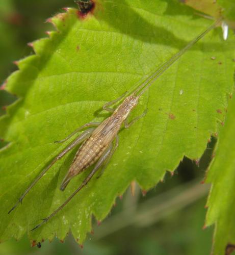 Réf. 109 789 : Oecanthus pellucens pellucens