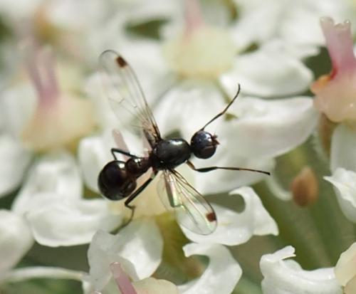 Réf. 109 029 : Sepsis sp.
