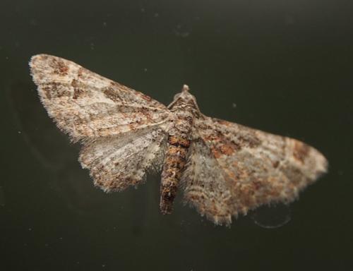 Gymnoscelis rufifasciata