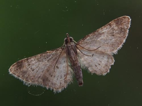 Gymnoscelis rufifasciata