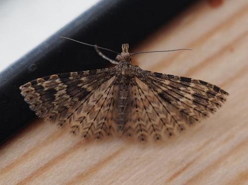 Alucita hexadactyla