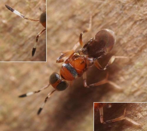 Cheiloneurus claviger