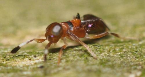Cheiloneurus claviger