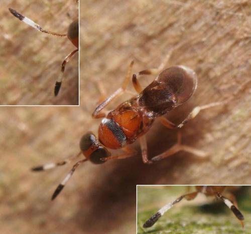 Cheiloneurus claviger