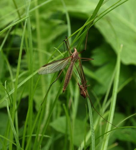 Tipula sp.