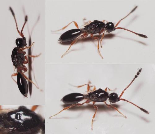 Basalys sp.